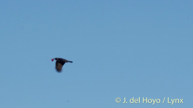 Hooded Crow (Hooded) - ML201492351