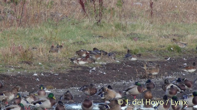 Eurasian Wigeon - ML201492381