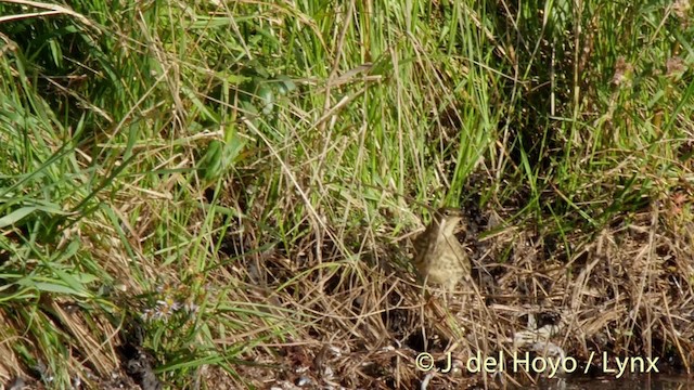 Rock Pipit (Eastern) - ML201492511