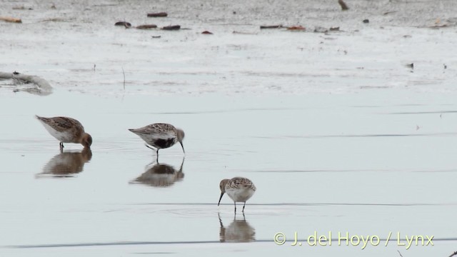 Dunlin - ML201492571