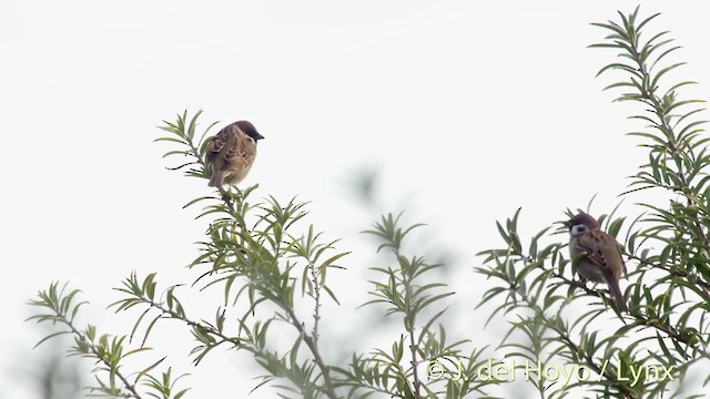 Eurasian Tree Sparrow - ML201492621