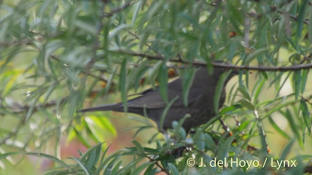 Eurasian Blackbird - ML201492651