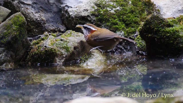 Streak-breasted Scimitar-Babbler - ML201492681