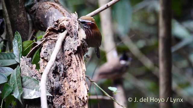 Streak-breasted Scimitar-Babbler - ML201492721