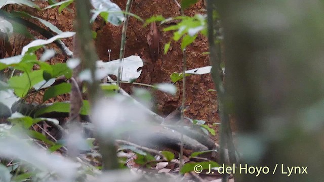 Red-tailed Bristlebill - ML201492851