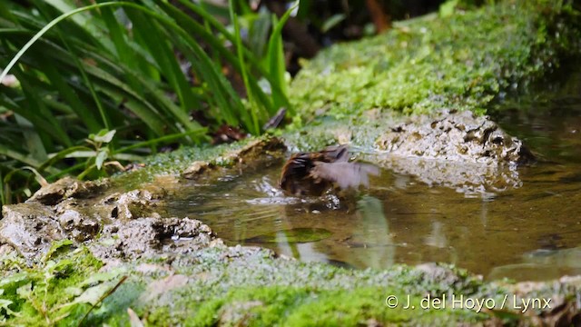 Gray-throated Babbler - ML201492921