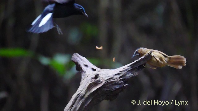 Gray-throated Babbler - ML201492931