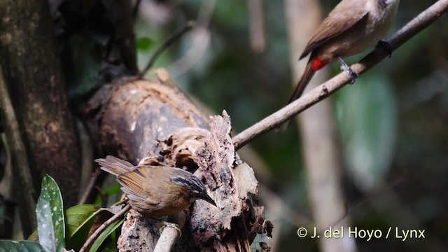 Gray-throated Babbler - ML201492941