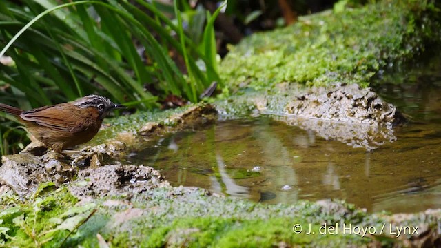 Gray-throated Babbler - ML201492951