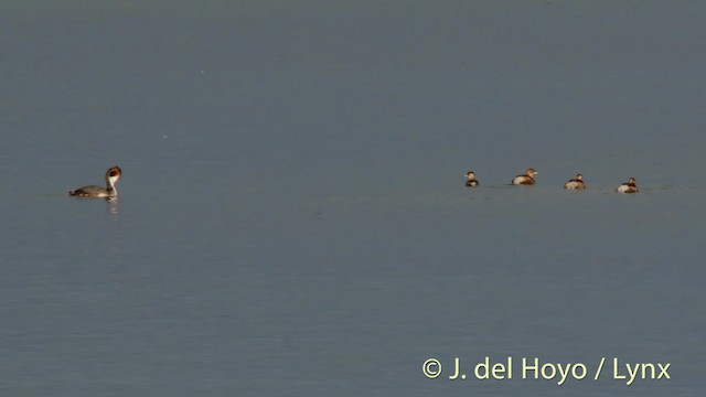 Great Crested Grebe - ML201492971