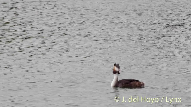 Great Crested Grebe - ML201492981