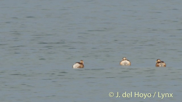 Little Grebe (Little) - ML201492991