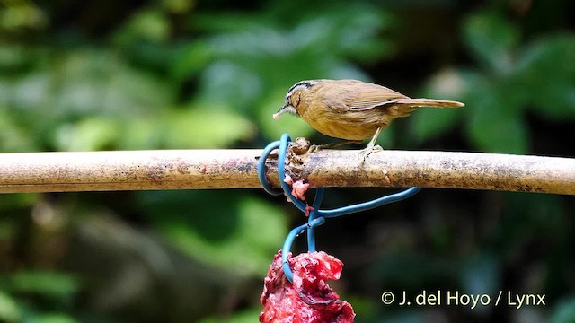 Timalí Gorjigrís - ML201493021