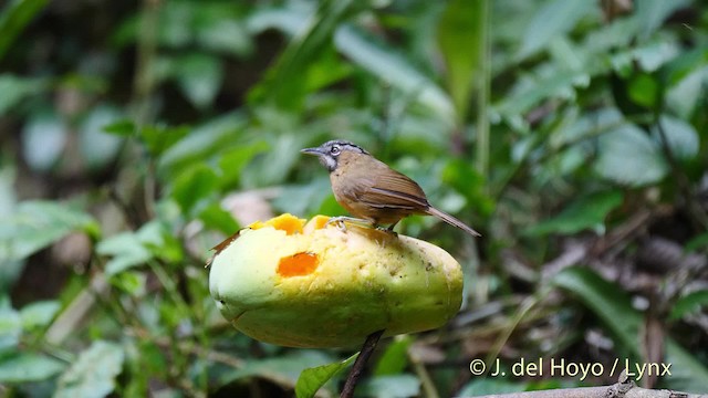 Gray-throated Babbler - ML201493031