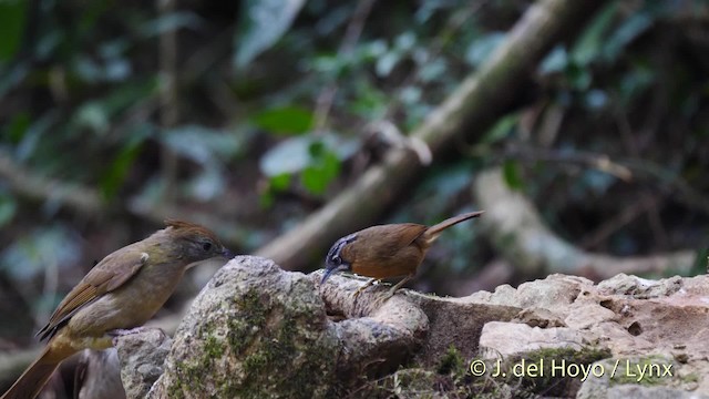 Gray-throated Babbler - ML201493041