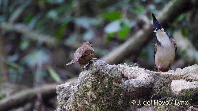 Timalie à tête rayée - ML201493051