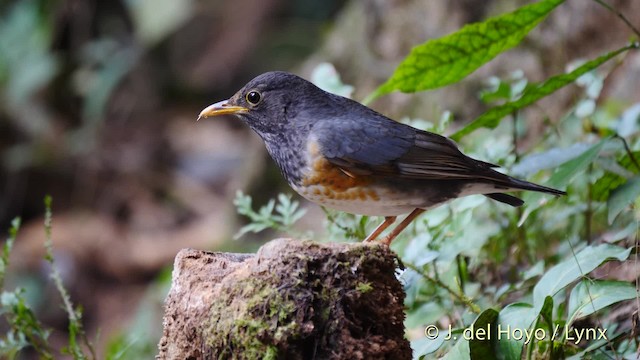 Black-breasted Thrush - ML201493061