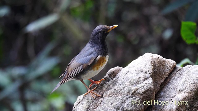 Black-breasted Thrush - ML201493071