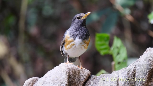 Black-breasted Thrush - ML201493081