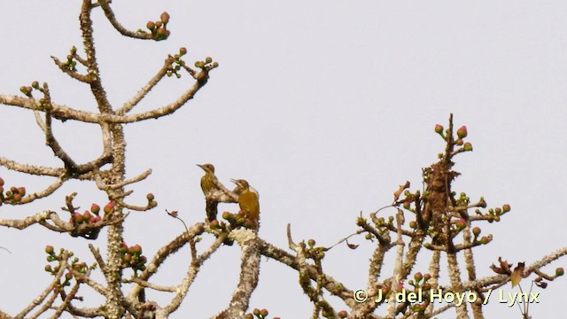 Melancholy Woodpecker - ML201493101