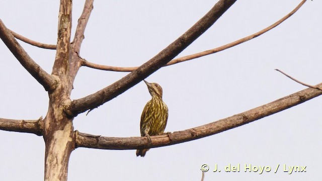 Melancholy Woodpecker - ML201493121