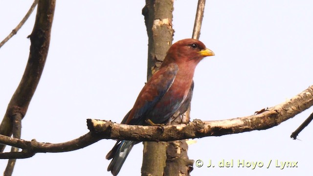 Broad-billed Roller (African) - ML201493141