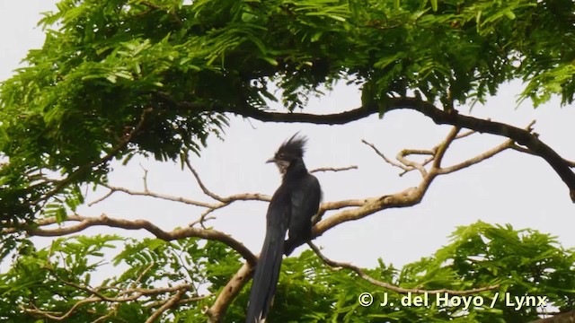 Levaillant's Cuckoo - ML201493161