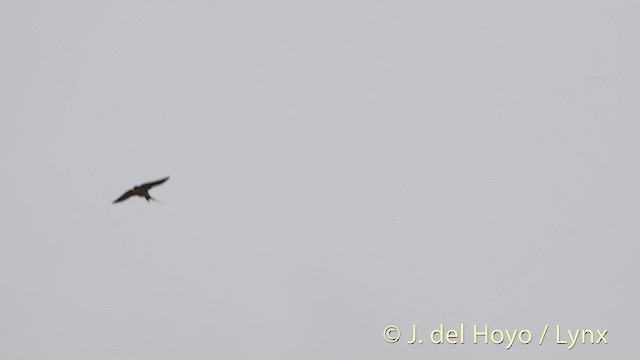 Red-rumped Swallow (Red-rumped) - ML201493191