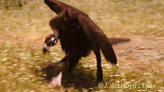 Cinereous Vulture - ML201493221