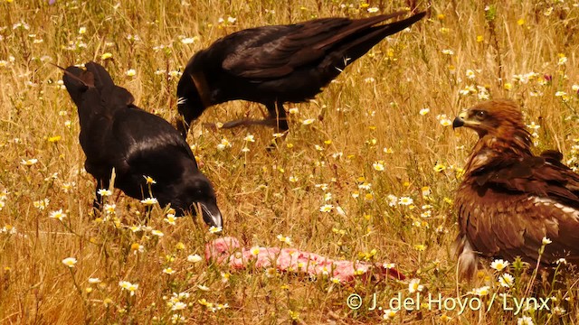 Common Raven - ML201493401