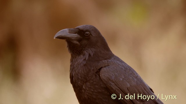 Common Raven - ML201493421