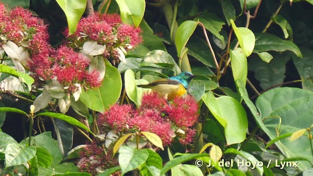 Collared Sunbird - ML201493461