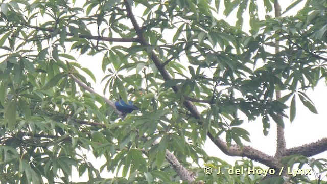 Copper-tailed Starling - ML201493481