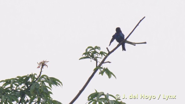 Copper-tailed Starling - ML201493491