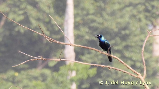 Splendid Starling - ML201493511