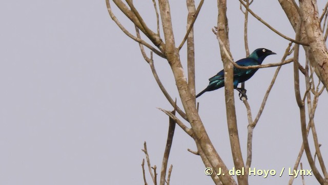 Splendid Starling - ML201493521