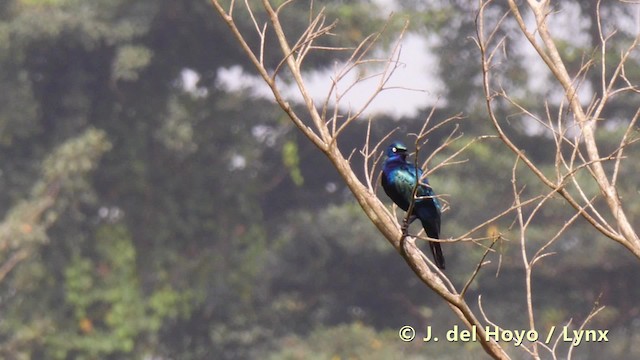 Splendid Starling - ML201493531