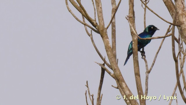 Splendid Starling - ML201493541