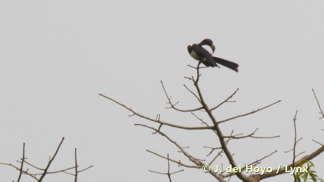 West African Pied Hornbill - ML201493641