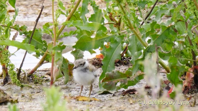 Common Ringed Plover - ML201493691