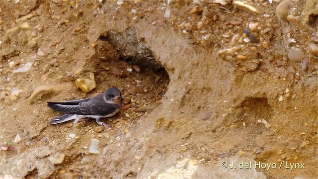 Bank Swallow - ML201493721