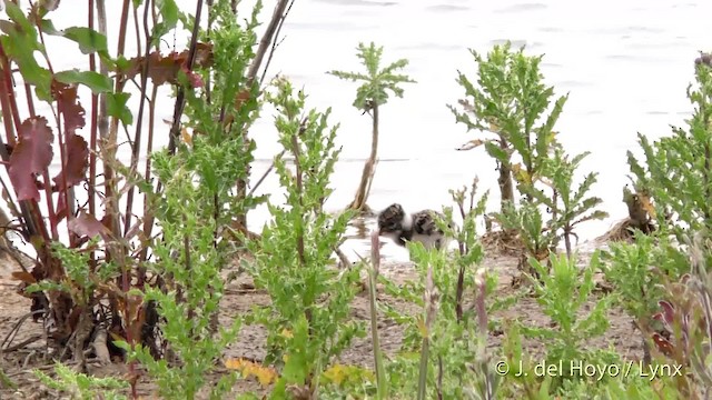 Northern Lapwing - ML201493821