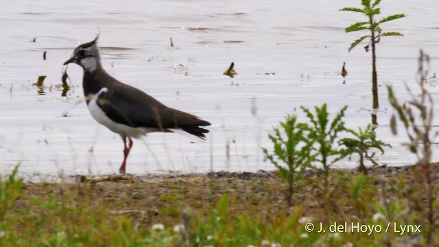 Northern Lapwing - ML201493831