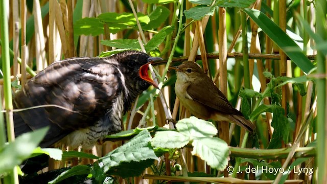 Common Cuckoo - ML201494031