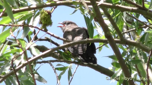 Common Cuckoo - ML201494071