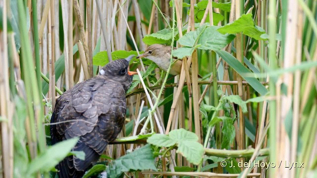 Common Cuckoo - ML201494081