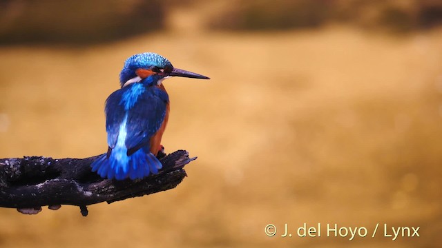 Common Kingfisher (Common) - ML201494141