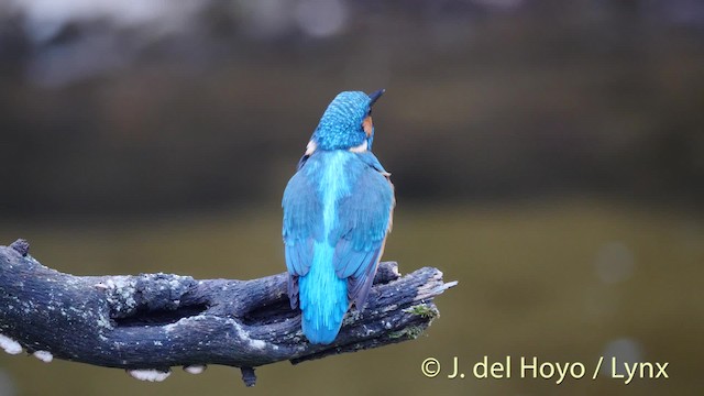 Common Kingfisher (Common) - ML201494151