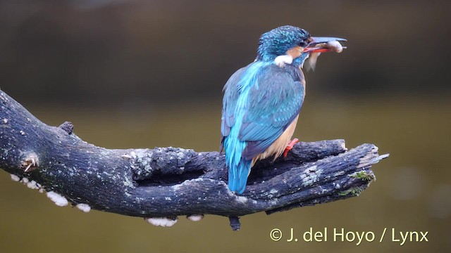 Common Kingfisher (Common) - ML201494161