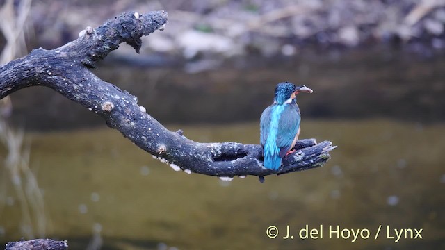 Common Kingfisher (Common) - ML201494171